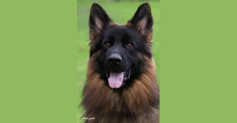 Eikon von den Bären, a German Shepherd Dog tested with EmbarkVet.com