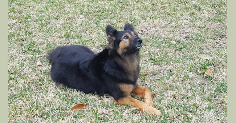 Ziva, a German Shepherd Dog and Golden Retriever mix tested with EmbarkVet.com