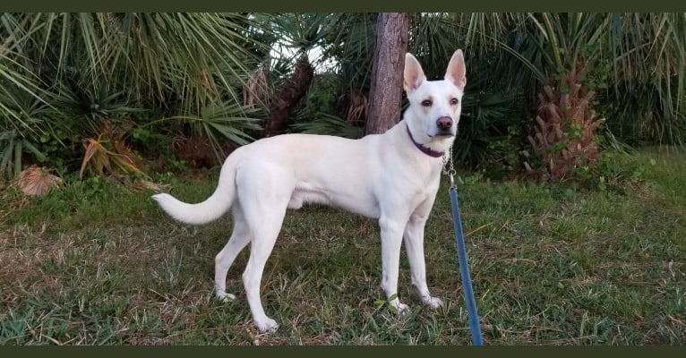 Apollo, a Carolina Dog tested with EmbarkVet.com