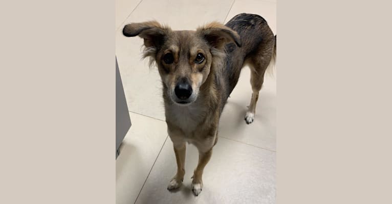 Embark Dog Dna Test Breed Welcome to the website of ras al khaimah animal welfare centre. embark dog dna test breed