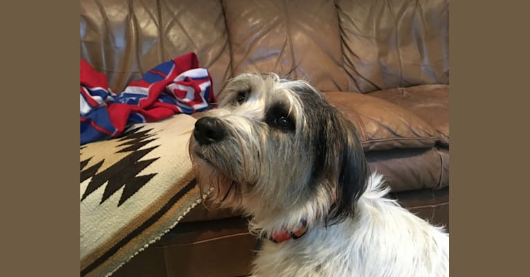 Frank, a West Highland White Terrier and Golden Retriever mix tested with EmbarkVet.com