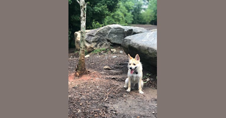 Bruno, a Pomeranian and Miniature Schnauzer mix tested with EmbarkVet.com