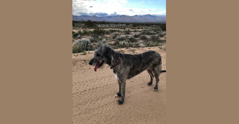 Photo of Medb, an Irish Wolfhound  in California, USA