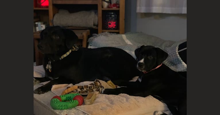 Guinness, a Labrador Retriever and Australian Cattle Dog mix tested with EmbarkVet.com