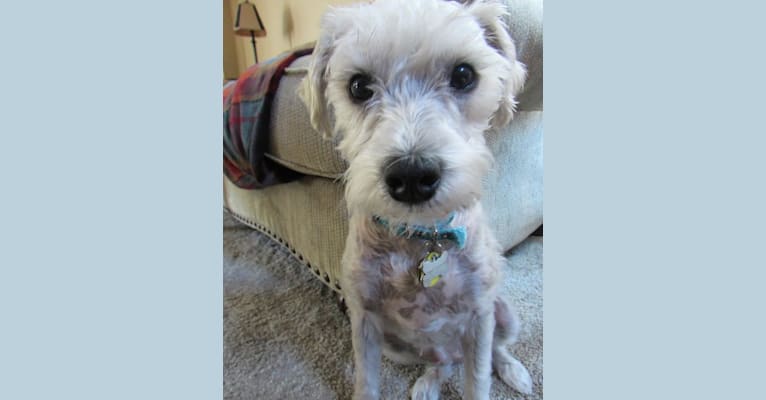 Disney, a Miniature Schnauzer and Maltese mix tested with EmbarkVet.com