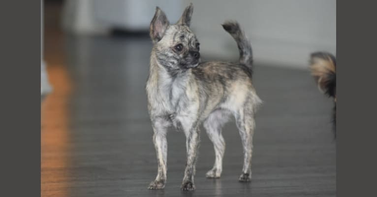 Maybelline, a Chihuahua tested with EmbarkVet.com