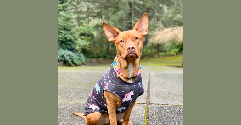 Photo of Bella, an American Pit Bull Terrier, Golden Retriever, German Shepherd Dog, Australian Cattle Dog, and Mixed mix in Belfair, Washington, USA