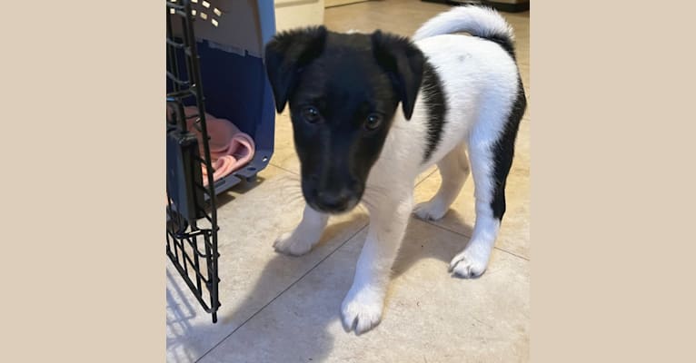 Bonnie, a Smooth Fox Terrier tested with EmbarkVet.com