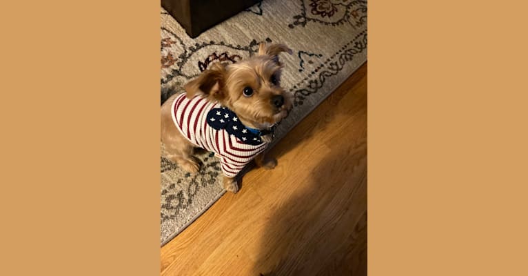 Photo of Chewbacca, a Yorkshire Terrier, Maltese, Pomeranian, Miniature Pinscher, and Mixed mix in TN, USA