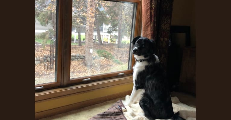 Murphy, a Border Collie and Chow Chow mix tested with EmbarkVet.com