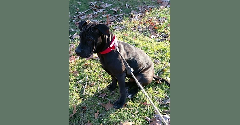 Photo of Mookie, an American Pit Bull Terrier and American Staffordshire Terrier mix in Georgia, USA