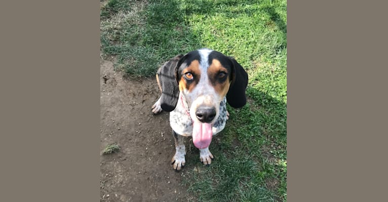 Fraley, an American English Coonhound tested with EmbarkVet.com