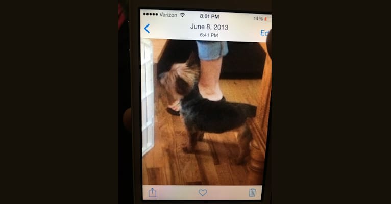 Anna, a Yorkshire Terrier tested with EmbarkVet.com