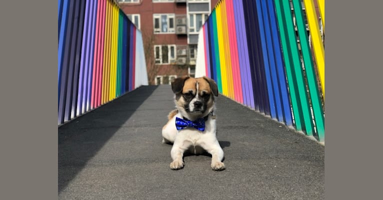 Bruno, an East Asian Village Dog and Pekingese mix tested with EmbarkVet.com