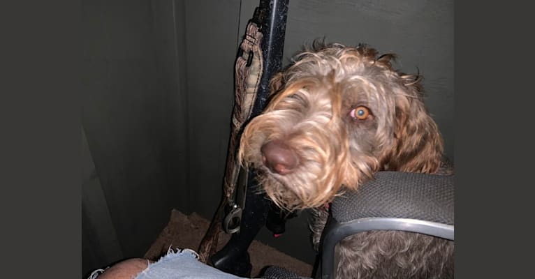 ARYA, a German Wirehaired Pointer tested with EmbarkVet.com