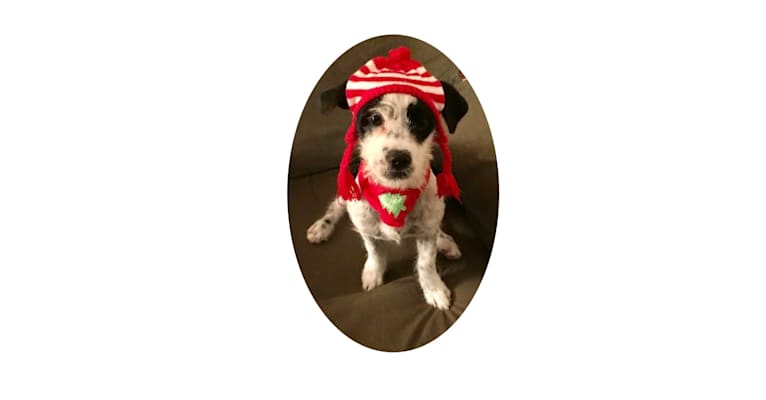embark dog dna test breed