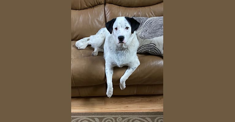 RIVER, a Great Pyrenees and Boxer mix tested with EmbarkVet.com