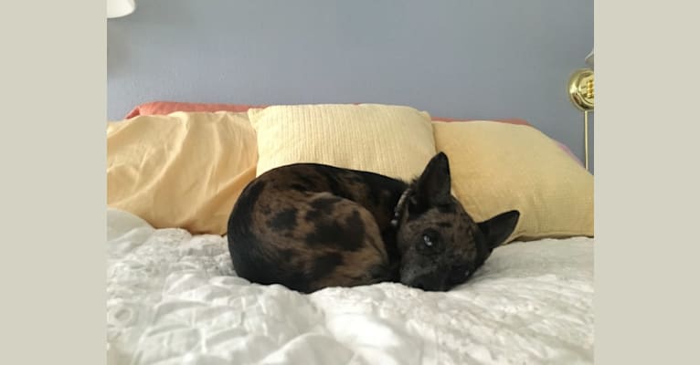 Ochi, a Chihuahua and Pomeranian mix tested with EmbarkVet.com