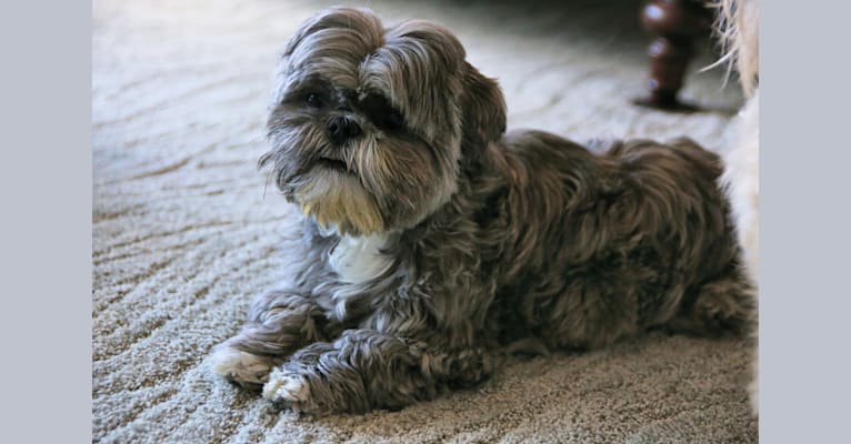 Missy, a Shih Tzu and Lhasa Apso mix tested with EmbarkVet.com