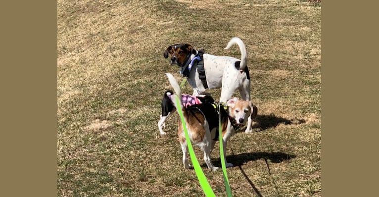 Photo of Zoey, a Beagle, Rat Terrier, and Mountain Cur mix in Frederick, Maryland, USA