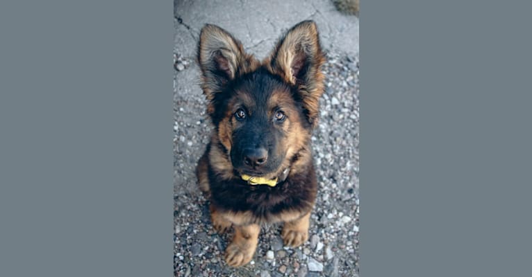 Xenavi, a German Shepherd Dog tested with EmbarkVet.com