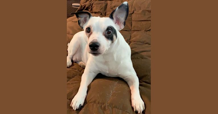 Photo of Oero, a Russell-type Terrier  in Illinois, USA