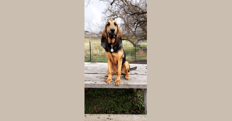 Photo of Banjo, a Bloodhound  in California, USA