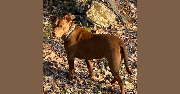 Photo of Callie, an American Pit Bull Terrier  in South Plainfield, New Jersey, USA