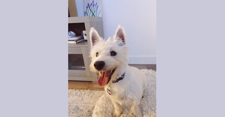 Riggby, a West Highland White Terrier tested with EmbarkVet.com