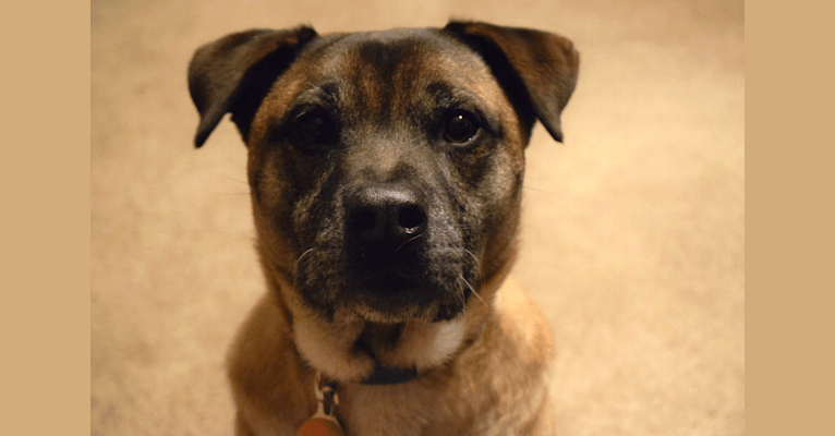 Photo of Theo, a Bulldog, Chow Chow, American Pit Bull Terrier, German Shepherd Dog, and Mixed mix in Charlotte, North Carolina, USA