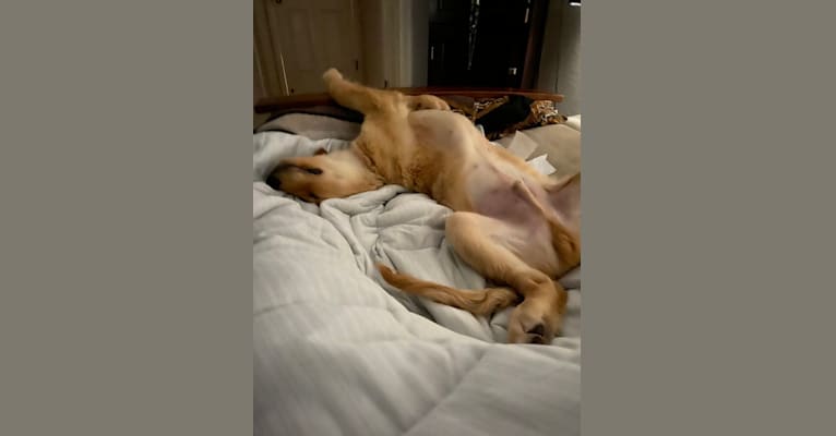 Echo, a Golden Retriever and Labrador Retriever mix tested with EmbarkVet.com