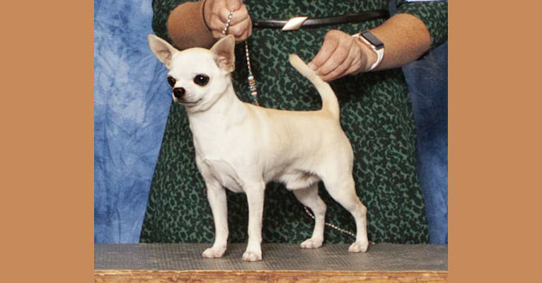 Trix, a Chihuahua tested with EmbarkVet.com