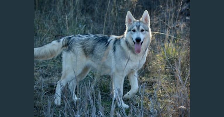 Gladys, an Alaskan Malamute and German Shepherd Dog mix tested with EmbarkVet.com