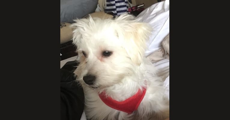 West highland on sale maltese mix