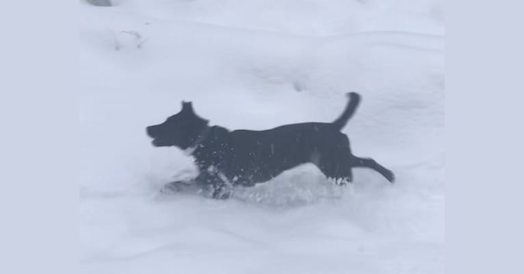 Piper, a Labrador Retriever and Australian Shepherd mix tested with EmbarkVet.com