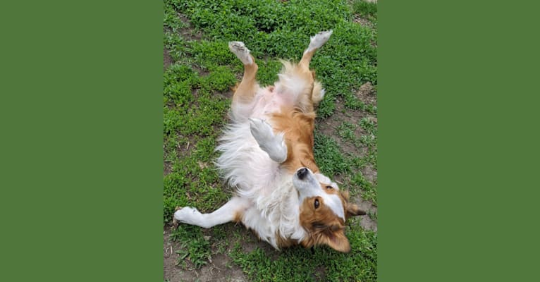 Daisy, a Bernese Mountain Dog and Collie mix tested with EmbarkVet.com