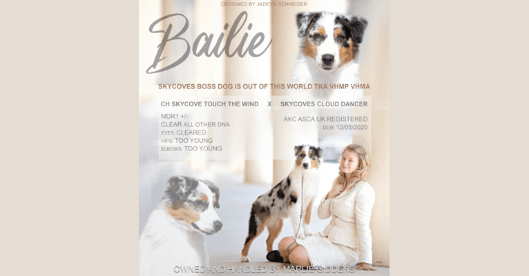 Bailie (Skyecoves Boss Dog is Out Of This World), an Australian Shepherd Group tested with EmbarkVet.com