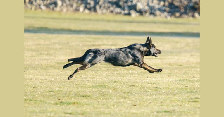 Hex, a German Shepherd Dog tested with EmbarkVet.com