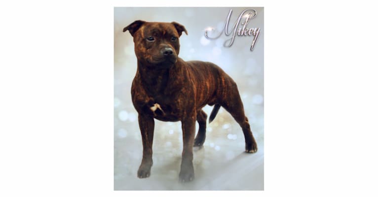 Photo of Mikey, a Staffordshire Bull Terrier 