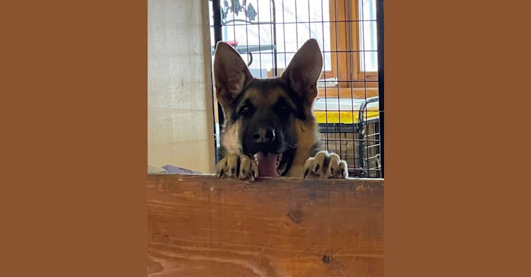 Bailey, a German Shepherd Dog tested with EmbarkVet.com