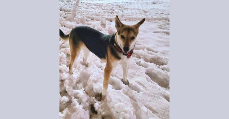 Marsha, a Siberian Husky and German Shepherd Dog mix tested with EmbarkVet.com