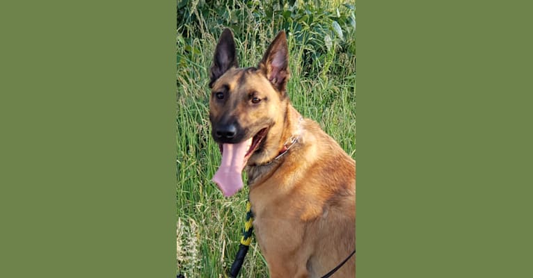 Bane, a Belgian Malinois and American Pit Bull Terrier mix tested with EmbarkVet.com