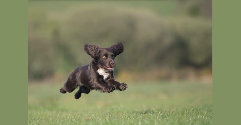 Cyd, an English Cocker Spaniel (Working Type) tested with EmbarkVet.com