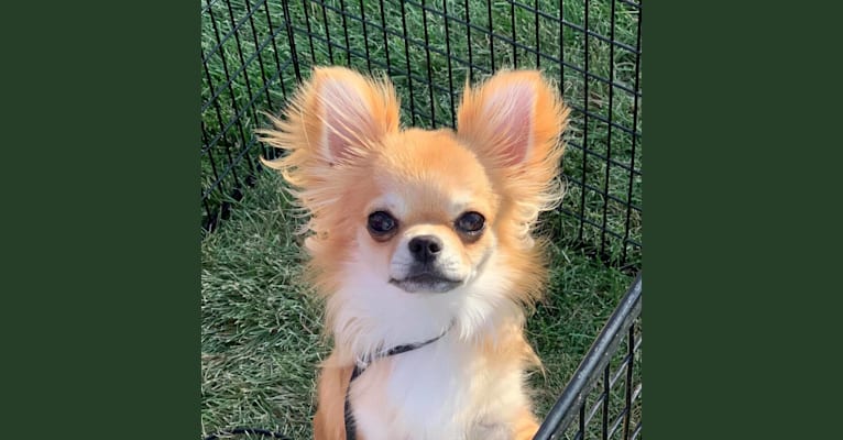 Photo of Meyer, a Chihuahua  in Hiram, GA, USA