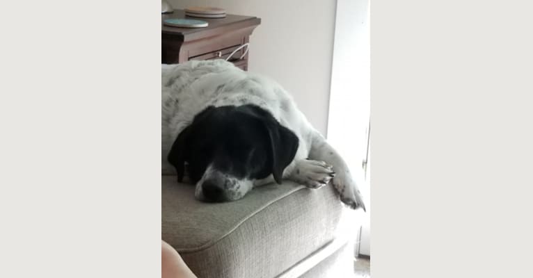 Franny, a Labrador Retriever and Beagle mix tested with EmbarkVet.com