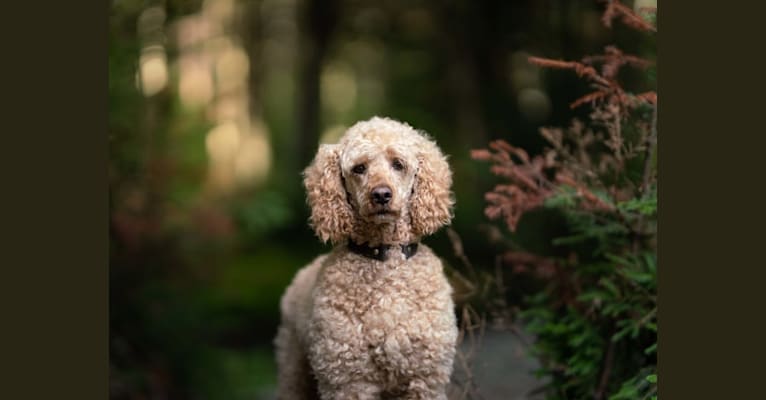Photo of Champ, a Poodle 