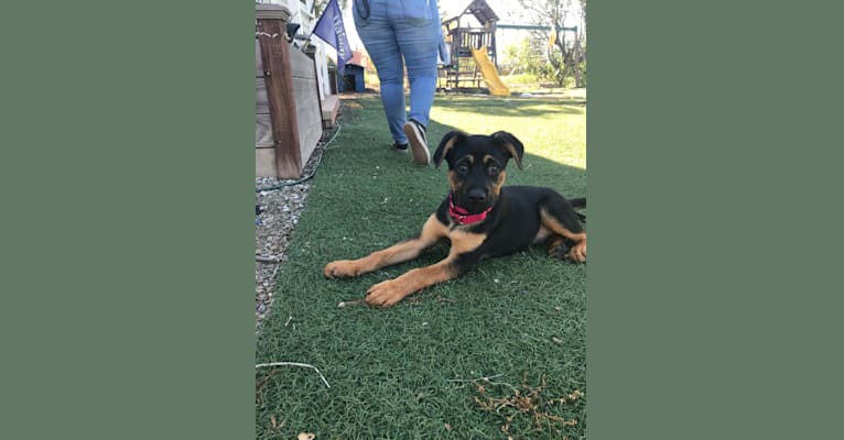 Photo of Lancelot, a Rottweiler and German Shepherd Dog mix in Humane Society Silicon Valley, Ames Avenue, Milpitas, CA, USA