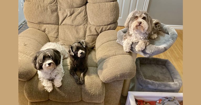 Photo of Ruby, a Chihuahua, Shih Tzu, Maltese, Lhasa Apso, and Pug mix in Sault Ste. Marie, ON, Canada