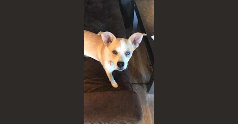 Simon, a Chihuahua and Pomeranian mix tested with EmbarkVet.com