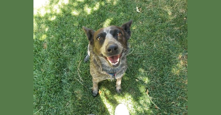 Millie, an Australian Cattle Dog and Border Collie mix tested with EmbarkVet.com